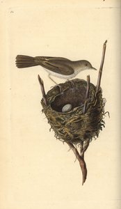 小白喉，Sylvia communis，有鸟巢和鸟蛋。爱德华-多诺万根据他自己的《英国鸟类自然史》绘制和雕刻的手绘铜版，伦敦 作者 爱德华·多诺万