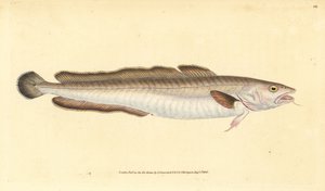 凌鱼，Molva molva（Gadus molva）。爱德华-多诺万根据他的《英国鱼类自然史》绘制和雕刻的手绘铜版，多诺万和F.C.和J.里文顿，伦敦
