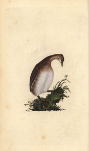 小鸊鷉，Tachybaptus ruficollis。爱德华-多诺万根据他自己的《英国鸟类自然史》绘制和雕刻的手绘铜版，伦敦