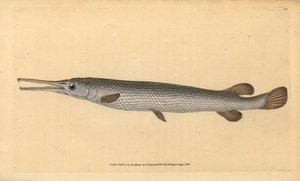 长鼻鱼，Lepisosteus osseus (Osseus gar fish, Esox osseus)。爱德华-多诺万根据他的《英国鱼类自然史》绘制和雕刻的手绘铜版，多诺万和F.C.和J.Rivington，伦敦 作者 爱德华·多诺万