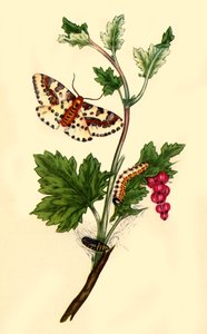 喜鹊或醋栗飞蛾：Phalaena grossulariata