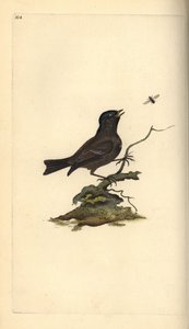 沼泽山雀，Poecile Palustris。爱德华-多诺万根据他自己的《英国鸟类自然史》绘制和雕刻的手绘铜版，伦敦