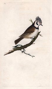 姆桑奇-胡比。Lopophanes cristatus（Parus cristatus）。爱德华-多诺万（1768-1837）的铜版画，发表于《英国鸟类自然史》，伦敦 作者 爱德华·多诺万