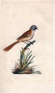 Moustache breading (passeriforme). Panurus biarmicus (Parus biarmicus). Copper engraving by Edward Donovan (1768-1837), published in Histoire naturelle des oiseaux britanniques, London 作者 爱德华·多诺万