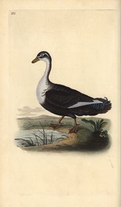 麝香鸭（变体），Cairina moschata。爱德华-多诺万根据他自己的《英国鸟类自然史》绘制和雕刻的手绘铜版画，伦敦