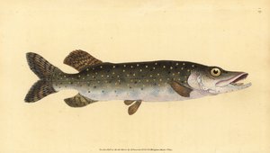 北方梭子鱼，Esox lucius。爱德华-多诺万根据他的《英国鱼类自然史》绘制和雕刻的手绘铜版，多诺万和F.C.和J.雷文顿，伦敦