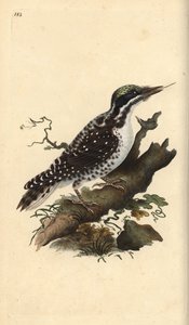 北方三趾啄木鸟。Picoides tridactylus。爱德华-多诺万根据他自己的《英国鸟类自然史》绘制和雕刻的手绘铜版，伦敦 作者 爱德华·多诺万