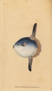 海洋太阳鱼，Mola mola。脆弱的。(太阳鱼，Tetrodon mola)。爱德华-多诺万根据他的《英国鱼类自然史》绘制和雕刻的手绘铜版，多诺万和F.C.和J.Rivington，伦敦