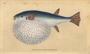 大洋洲河豚，Lagocephalus lagocephalus (Stellated glob-fish, Tetrodon stellatus)。爱德华-多诺万根据他的《英国鱼类自然史》绘制和雕刻的手绘铜版，多诺万和F.C.和J.雷文顿，伦敦