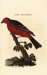 松鸟，Pinicola enucleator 作者 爱德华·多诺万