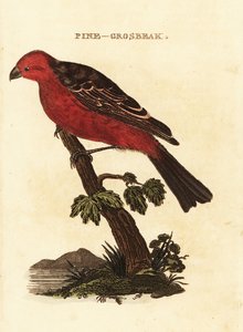 松鸟，Pinicola enucleator 作者 爱德华·多诺万