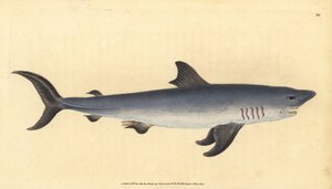 猎犬，Lamna nasus。脆弱的。(Porbeagle shark, Squalus cornubicus)。爱德华-多诺万根据他的《英国鱼类自然史》绘制和雕刻的手绘铜版，多诺万和F.C.和J.Rivington，伦敦