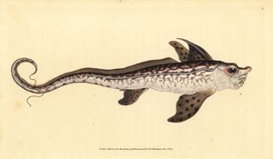 兔鱼或海怪，Chimaera monstrosa。 近乎威胁。 爱德华多诺万从他的英国鱼类自然史、多诺万和 F.C. 和 J. Rivington，伦敦