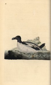 剃刀鸟，Alca torda。爱德华-多诺万根据他自己的《英国鸟类自然史》绘制和雕刻的手绘铜版，伦敦 作者 爱德华·多诺万
