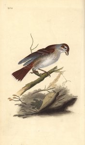 红背鵙（雌性），Lanius collurio。爱德华-多诺万根据他自己的《英国鸟类自然史》绘制和雕刻的手绘铜版，伦敦 作者 爱德华·多诺万