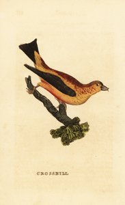 红嘴鸟，Loxia curvirostra 作者 爱德华·多诺万
