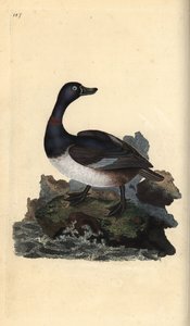 环颈鸭，Aythya collaris。爱德华-多诺万根据他自己的《英国鸟类自然史》绘制和雕刻的手绘铜版，伦敦 作者 爱德华·多诺万