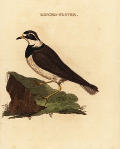 Ringed plover, Charadrius hiaticula 作者 爱德华·多诺万