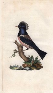罗斯林椋鸟。Sturnus roseus（Turdus roseus）。爱德华-多诺万（1768-1837）的铜版画，发表于《英国鸟类自然史》，伦敦 作者 爱德华·多诺万