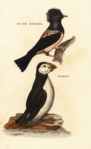 玫瑰色椋鸟，Pastor roseus，和大西洋海雀，Fratercula arctica 作者 爱德华·多诺万