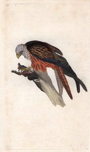 皇家米兰。Milvus milvus（Falco milvus）。爱德华-多诺万（1768-1837）的铜版画，发表于《英国鸟类自然史》，伦敦 作者 爱德华·多诺万