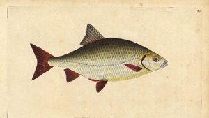 Rudd, Scardinius erythrophthalmus（红眼鱼，Cyprinus erythrophthalmus）。爱德华-多诺万根据他的《英国鱼类自然史》绘制和雕刻的手绘铜版，多诺万和F.C.和J.Rivington，伦敦 作者 爱德华·多诺万