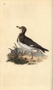 红润的转石，Arenaria 诠释。 爱德华多诺万从他自己的“英国鸟类自然史”中绘制和雕刻的手绘铜版，伦敦 作者 爱德华·多诺万