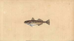 沙虾虎鱼，Pomatoschistus minutus (Spotted goby, Gobius minutus)。爱德华-多诺万根据他的《英国鱼类自然史》绘制和雕刻的手绘铜版，多诺万和F.C.和J.Rivington，伦敦 作者 爱德华·多诺万