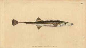 海刺鱼，Spinachia spinachia（十五棘刺鱼，Gasterosteus spinachia）。爱德华-多诺万根据他的《英国鱼类自然史》绘制和雕刻的手绘铜版，多诺万和F.C.和J.Rivington，伦敦
