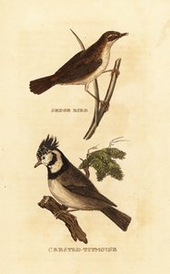 莎草莺、Acrocephalus schoenobaenus 和欧洲凤头山雀 Lophophanes cristatus 作者 爱德华·多诺万