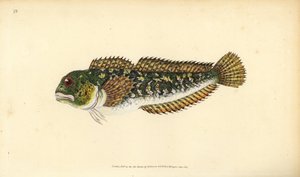 Shanny, Lipophrys pholis (Smooth blenny, Blennius pholis)。爱德华-多诺万根据他的《英国鱼类自然史》绘制和雕刻的手绘铜版，多诺万和F.C.和J.Rivington，伦敦 作者 爱德华·多诺万