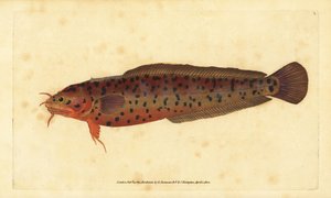 岸边岩石鱼，Gaidropsarus mediterraneus（三须鳕鱼或岩石鱼，Gadus tricirratus）。爱德华-多诺万根据他的《英国鱼类自然史》绘制和雕刻的手绘铜版，多诺万和F.C.和J.雷文顿，伦敦 作者 爱德华·多诺万