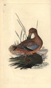 Shoveler duck (female), Anas clypeata. Handcoloured copperplate drawn and engraved by Edward Donovan from his own “Natural History of British Birds,” London