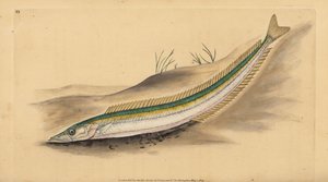 小沙鳗、沙鳗或沙鳗、Ammodytes tobianus。 爱德华多诺万从他的英国鱼类自然史、多诺万和 F.C. 和 J. Rivington，伦敦 作者 爱德华·多诺万
