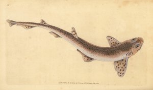 小斑纹猫鲨，Scyliorhinus canicula（小斑纹鲨鱼，Squalus catulus）。爱德华-多诺万根据他的《英国鱼类自然史》绘制和雕刻的手绘铜版，多诺万和F.C.和J.Rivington，伦敦
