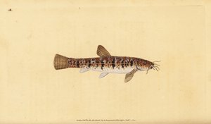石泥鳅，Barbatula barbatula (Bearded loche, Cobitis barbatula)。爱德华-多诺万根据他的《英国鱼类自然史》绘制和雕刻的手绘铜版，多诺万和F.C.和J.Rivington，伦敦 作者 爱德华·多诺万