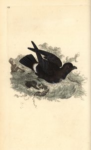 风暴海燕，Hydrobates pelagicus。爱德华-多诺万根据他自己的《英国鸟类自然史》绘制和雕刻的手绘铜版，伦敦 作者 爱德华·多诺万