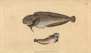 条纹海螺，Liparis liparis (Unctuous lumpsucker, Cyclopterus liparis)。爱德华-多诺万根据他的《英国鱼类自然史》绘制和雕刻的手绘铜版，多诺万和F.C.和J.Rivington，伦敦