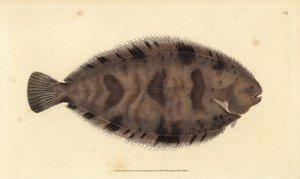 厚背鱼，Microchirus variegatus（变色鱼，Pleuronectes variegatus）。爱德华-多诺万根据他的《英国鱼类自然史》绘制和雕刻的手绘铜版，多诺万和F.C.和J.Rivington，伦敦 作者 爱德华·多诺万