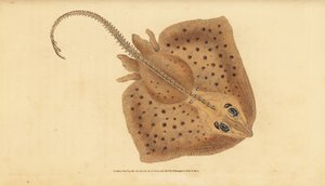 棘背鳐，Raja clavata。接近受威胁。粗糙的鳐鱼，Raja rubus。爱德华-多诺万根据他的《英国鱼类自然史》绘制和雕刻的手绘铜版，多诺万和F.C.和J.里文顿，伦敦