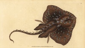 棘手的冰鞋，Amblyraja radiata（星光，Raja radiata）。 易受伤害的。 爱德华多诺万从他的英国鱼类自然史、多诺万和 F.C. 和 J. Rivington，伦敦 作者 爱德华·多诺万