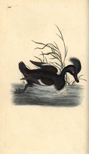 绒鸭，Aythya fuligula。爱德华-多诺万根据他自己的《英国鸟类自然史》绘制和雕刻的手绘铜版，伦敦 作者 爱德华·多诺万