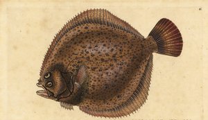 大菱鲆，Scophthalmus maximus（Pleuronectes maximus）。爱德华-多诺万根据他的《英国鱼类自然史》绘制和雕刻的手绘铜版，多诺万和F.C.和J.Rivington，伦敦 作者 爱德华·多诺万