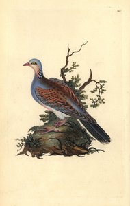 斑鸠，Streptopelia turtur。爱德华-多诺万根据他自己的《英国鸟类自然史》（1794-1819）绘制和雕刻的手绘铜版。爱德华-多诺万（1768-1837）是一位英裔爱尔兰业余动物学家、作家、艺术家和雕刻家。他的作品 作者 爱德华·多诺万