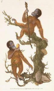 一棵树上的两个灵长类，1823年 作者 爱德华·多诺万