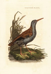 Water rail, Rallus aquaticus 作者 爱德华·多诺万