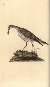 Whimbrel, Numenius phaeopus.爱德华-多诺万根据他自己的《英国鸟类自然史》绘制和雕刻的手绘铜版，伦敦 作者 爱德华·多诺万
