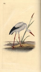 白鹳，Ciconia ciconia。爱德华-多诺万根据他自己的《英国鸟类自然史》绘制和雕刻的手绘铜版，伦敦 作者 爱德华·多诺万