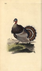 野生火鸡，Meleagris gallopavo。爱德华-多诺万根据他自己的《英国鸟类自然史》绘制和雕刻的手绘铜版，伦敦 作者 爱德华·多诺万