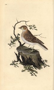 木雀，Lullula arborea。爱德华-多诺万根据他自己的《英国鸟类自然史》绘制和雕刻的手绘铜版，伦敦